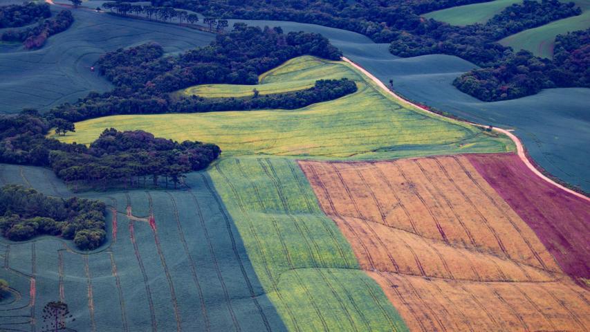 TRF4 suspende decisão que limitava regularização ambiental na Mata Atlântica no Paraná